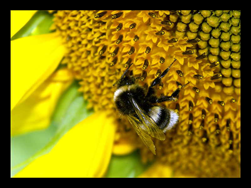 Tournesol.jpg