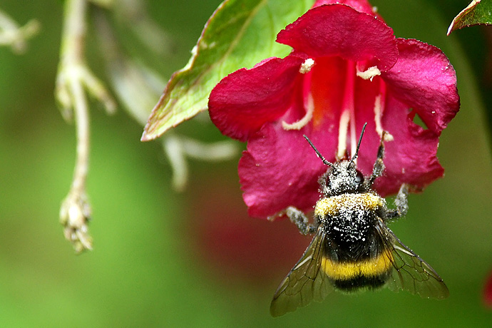 abeille-3.jpg
