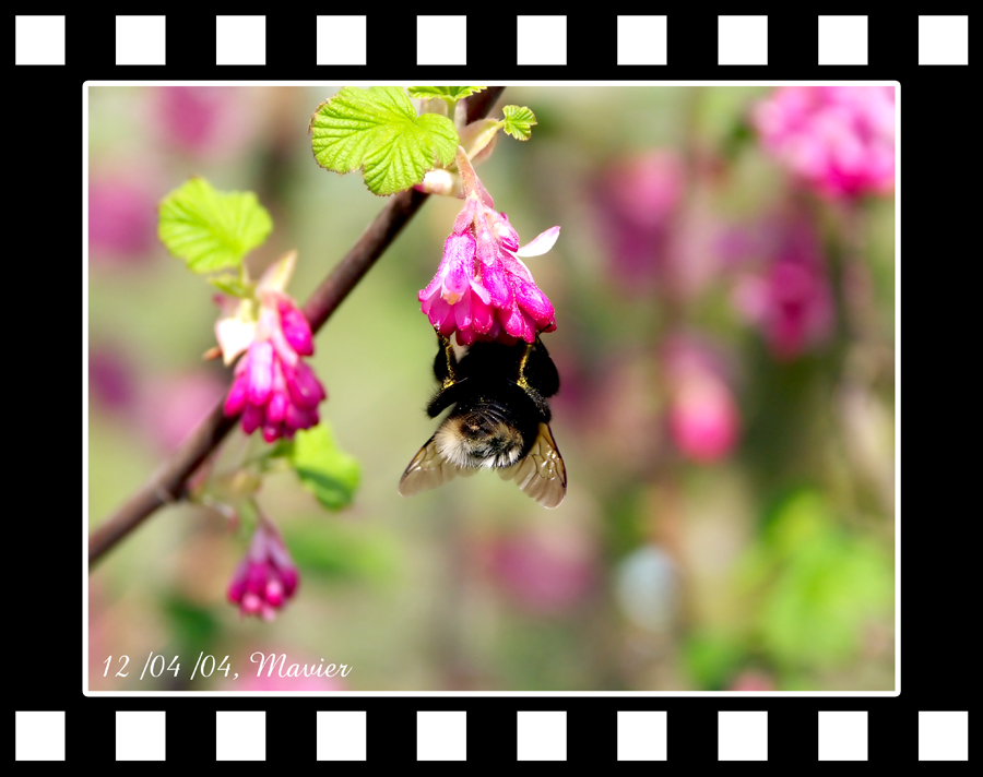 abeille.jpg