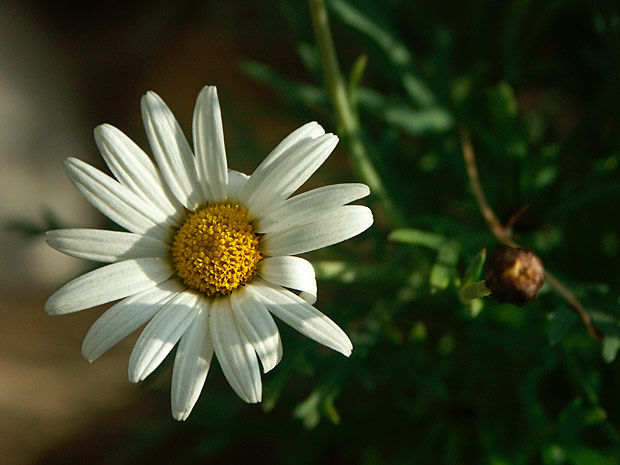 anthemis.jpg