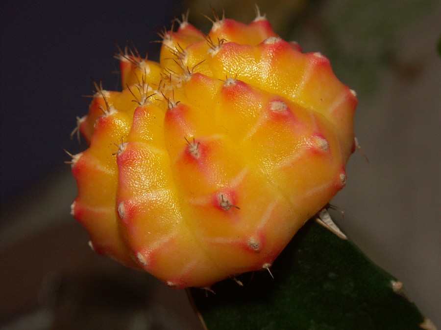 cactus.jpg