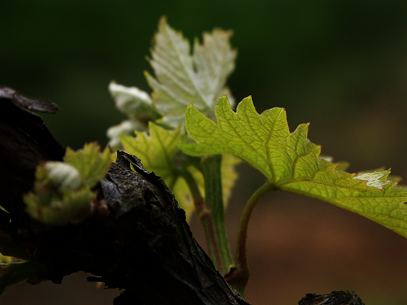 cep_de_vigne.jpg