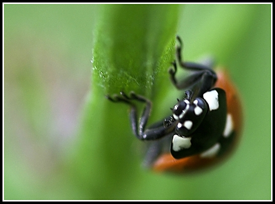 coccinelle-face.jpg
