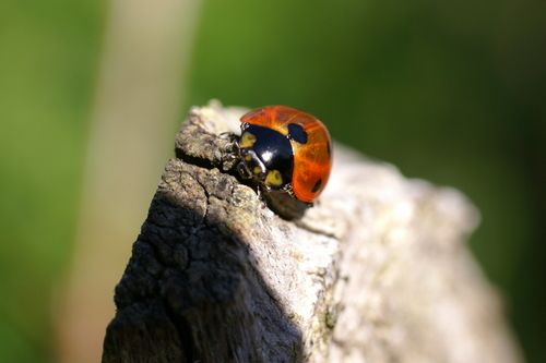 coccinelle_macro.JPG