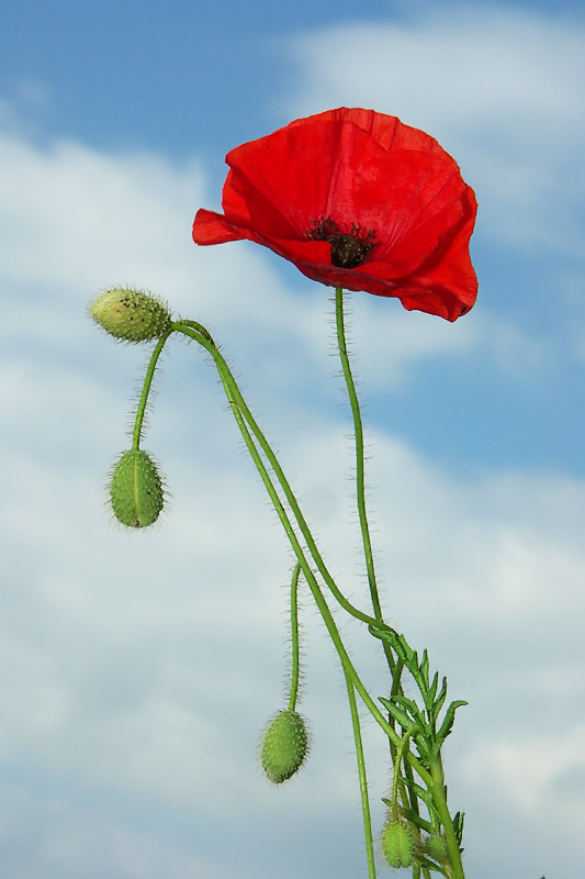 coquelicot.jpg