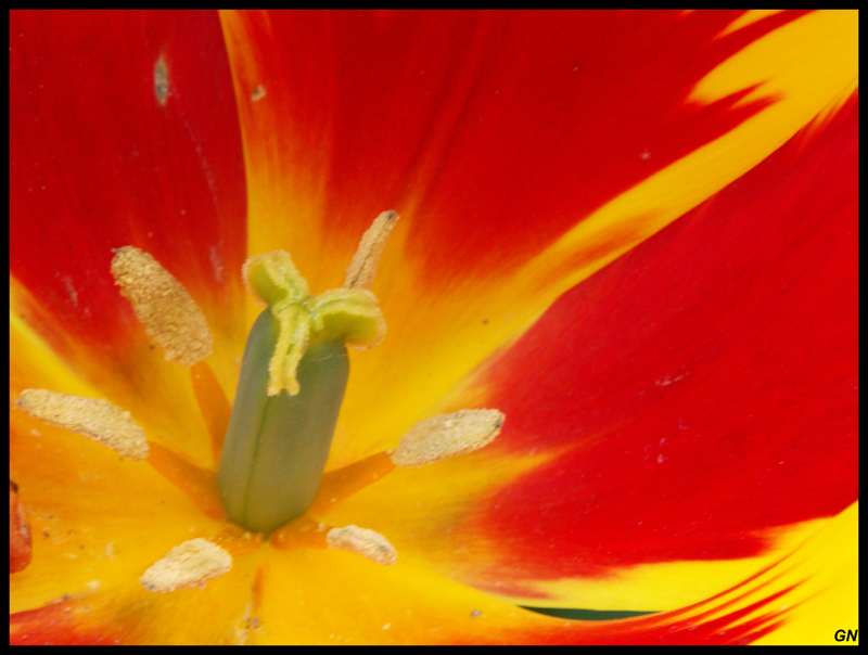 dimage_mac_800_2.jpg