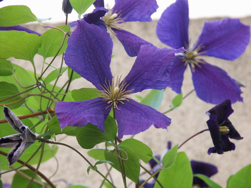 fleur4.jpg