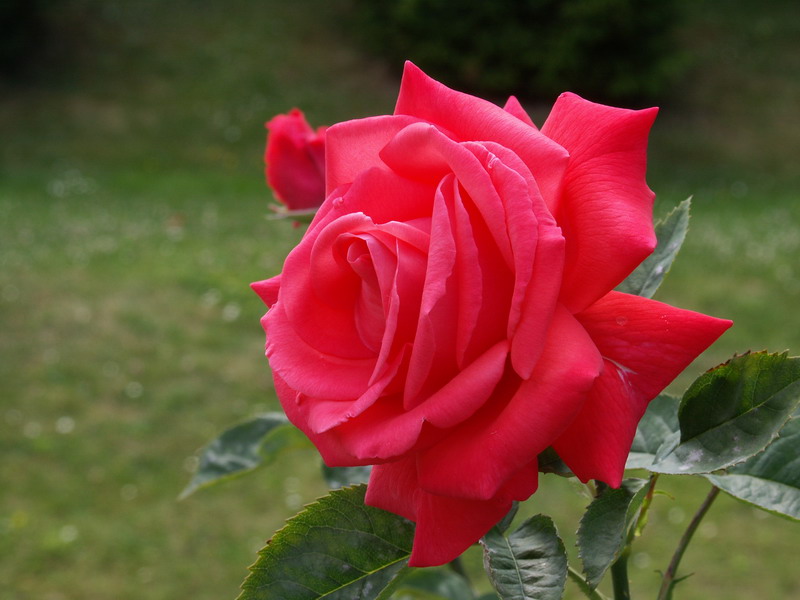 fleur5.jpg