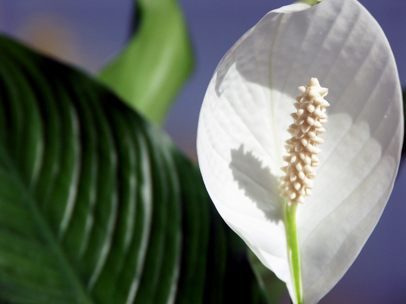 fleur_exotique.jpg