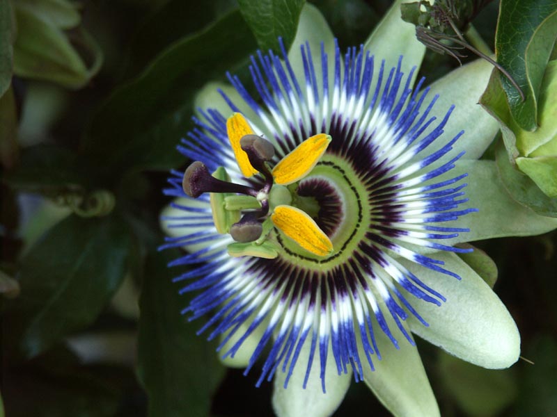 fleur_tropicale.jpg