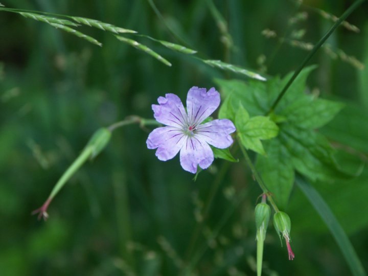 fleur_vercors.jpg