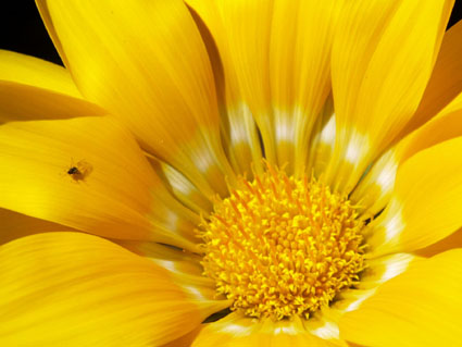 fleuretinsecte.jpg