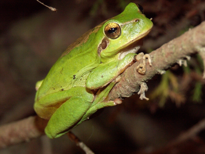 frog.jpg
