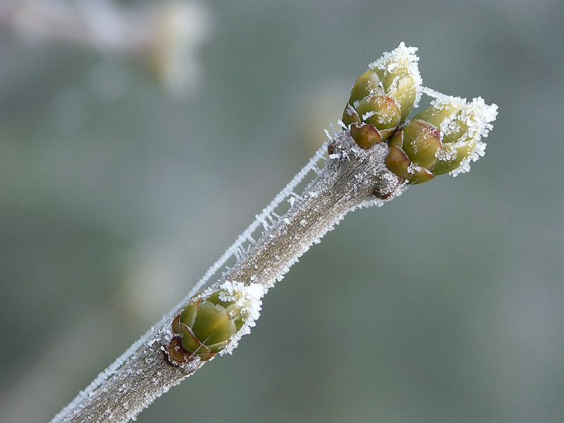 givre_et_bourgeon.jpg