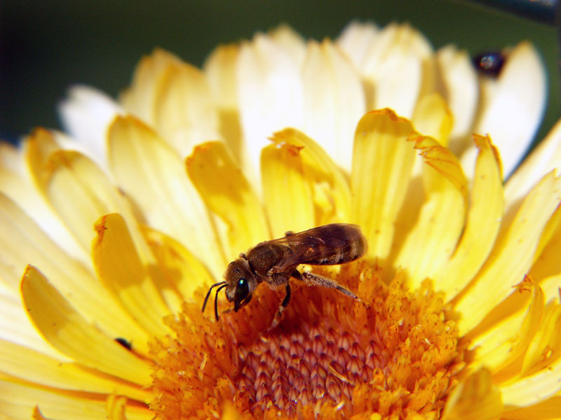 insecte_butineur.jpg