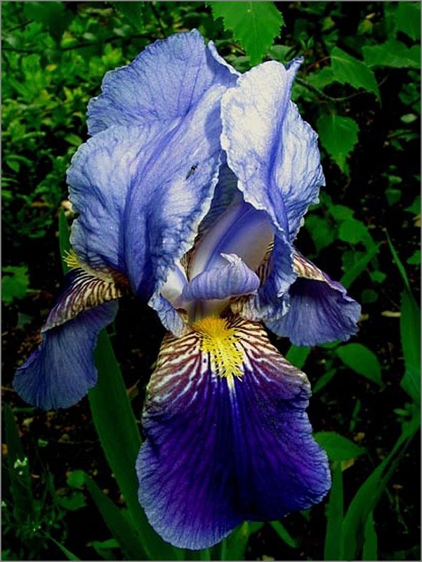 iris.jpg