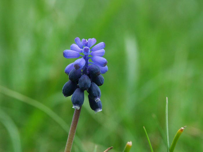 jolie-fleur.jpg