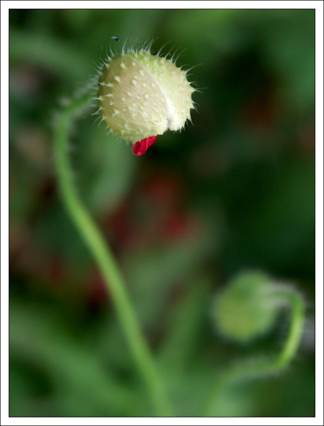 langue-de-coquelicot.jpg