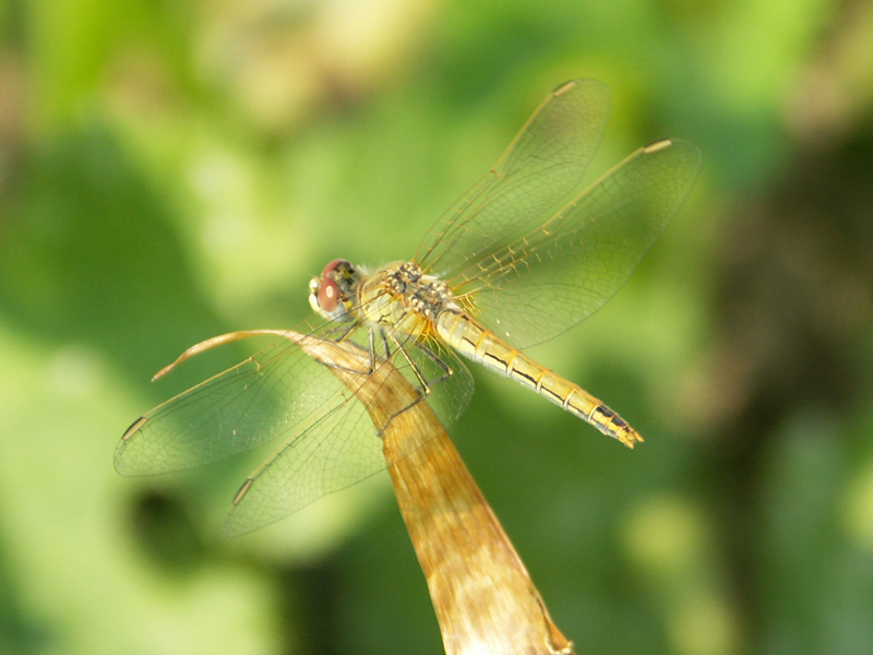 libellule01.jpg