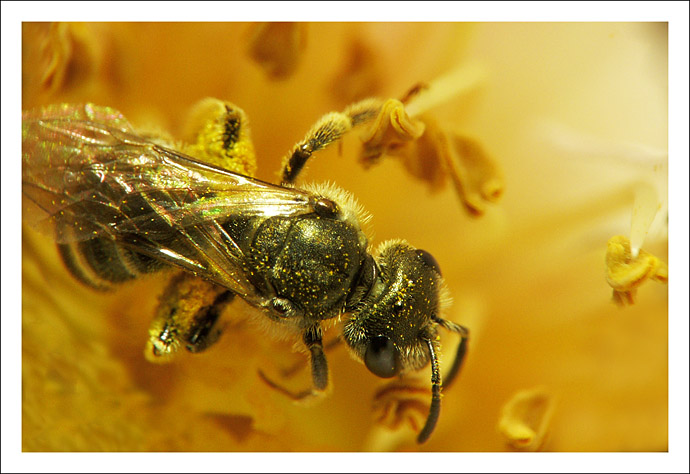 macro-50.jpg