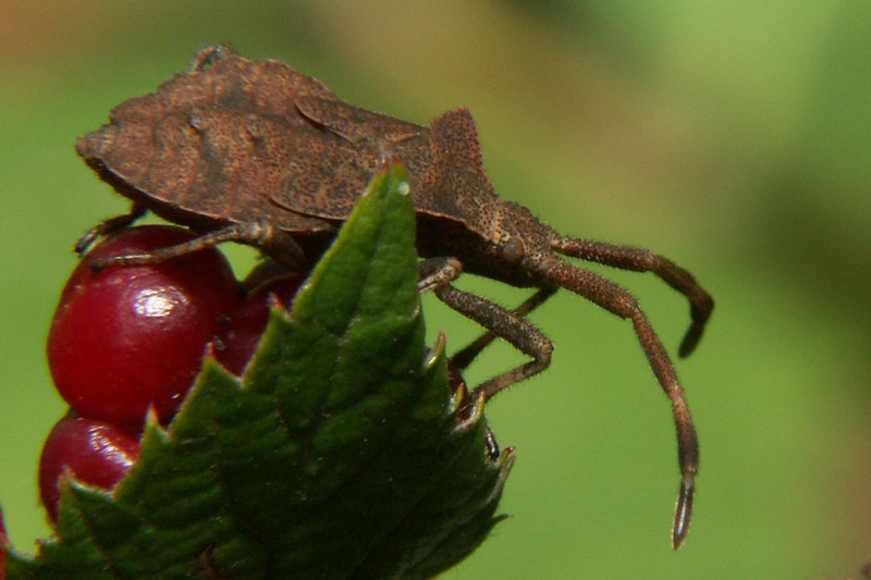 macro011.jpg