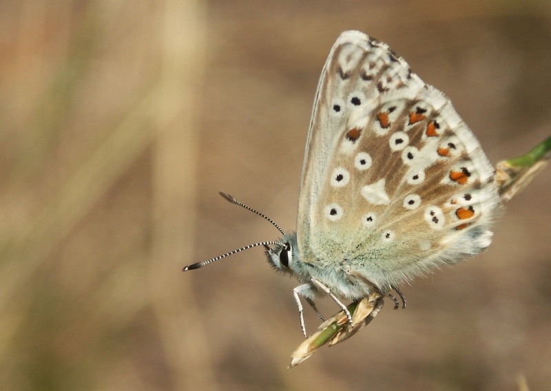 macro013.jpg