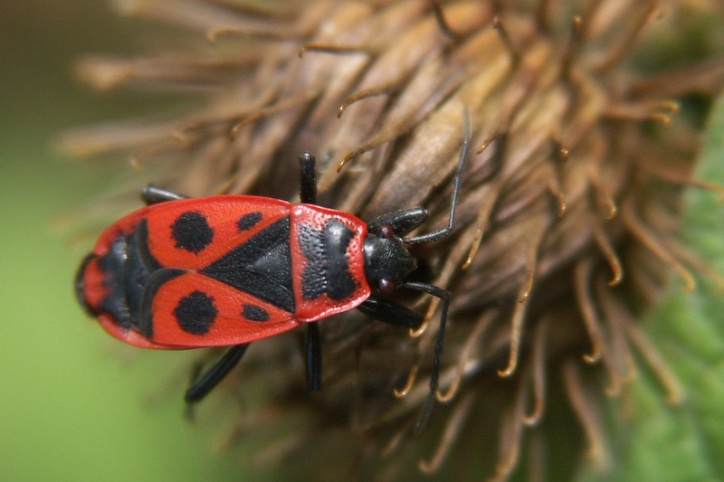 macro016.jpg