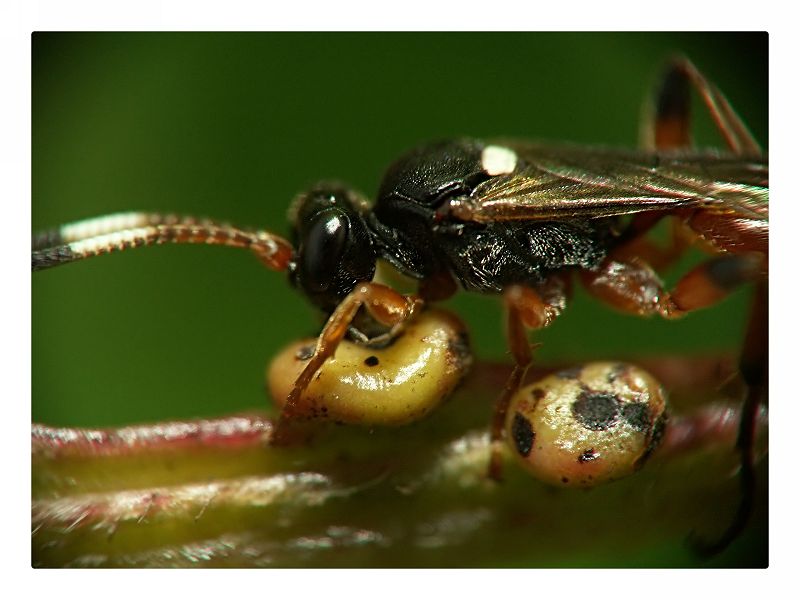 malle_lasius_flavus.jpg