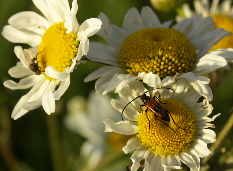 marguerites_insectes_1.jpg