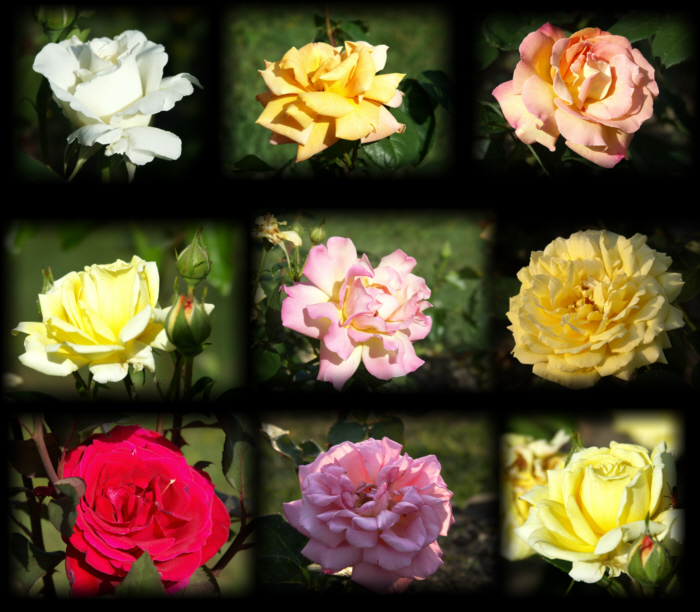 mesroses.jpg
