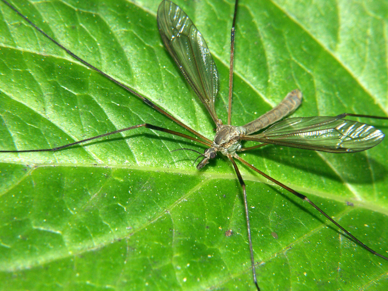 moustique.jpg