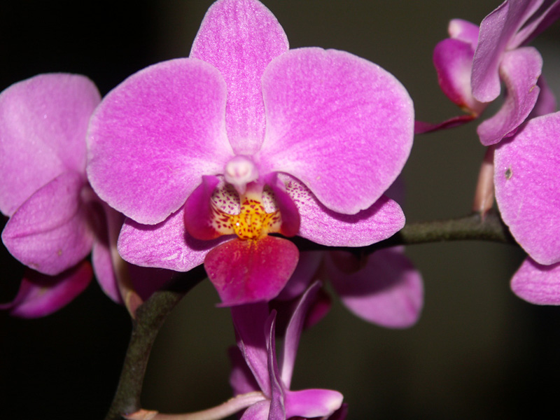 orchidee.jpg