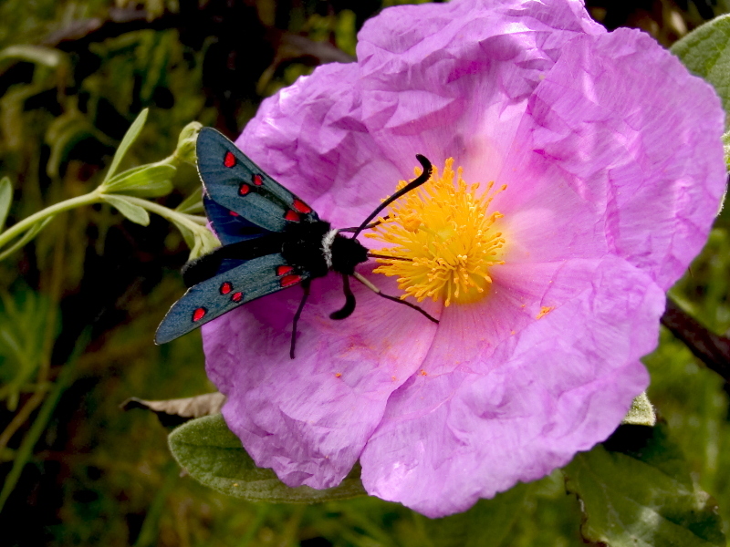 papilfleur.jpg