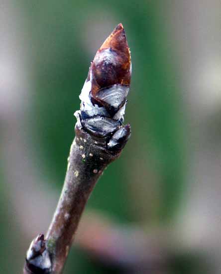 poirier001.jpg