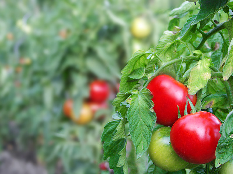 potager.jpg