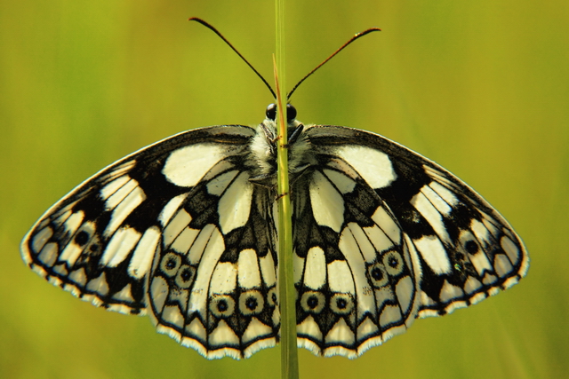 rPICT2873bf.jpg