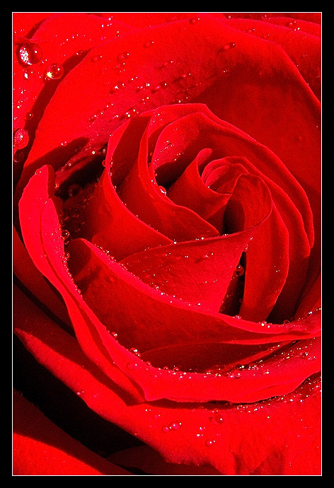 rose-2.jpg