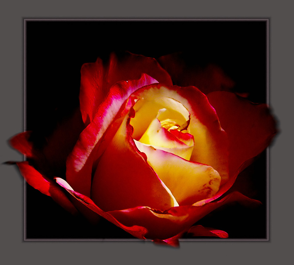 rose1.jpg