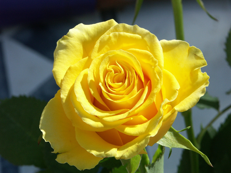 rose_2.jpg