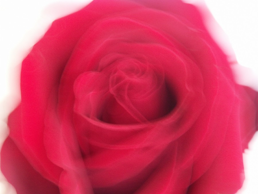 rose_floue.jpg
