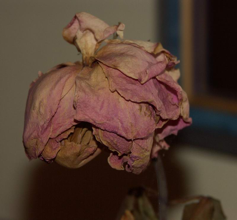 rosefane.jpg