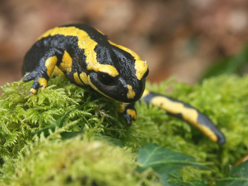 salamandre.jpg
