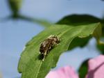 Abeille01.jpg