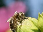 Abeille02.jpg