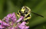 Abeille1.jpg