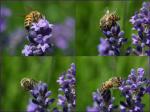 Abeilles.jpg