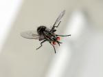 BDC_Mouche_02.jpg