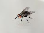BDC_Mouche_03.jpg