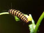 CHENILLE7.jpg