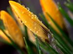 Crocus.jpg